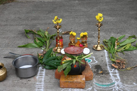 pongal celebration